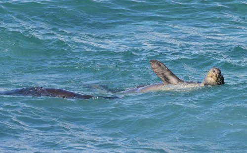 A sea lion swims in clear blue water, with its flippers raised and head above the surface.