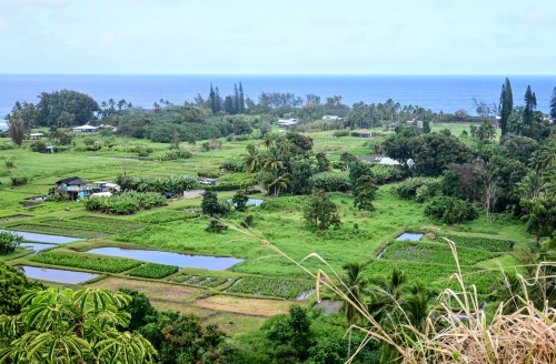 Lush green landscape with rice paddies and trees, overlooking the ocean under a cloudy sky.