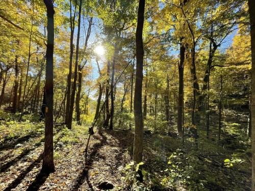 A sunlit forest path surrounded by vibrant autumn foliage and tall trees under a clear blue sky.