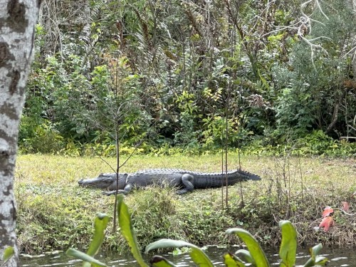 A crocodile resting on the grassy bank of a river, surrounded by lush vegetation.