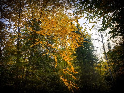 Golden autumn leaves contrast with dark green trees in a serene forest setting.