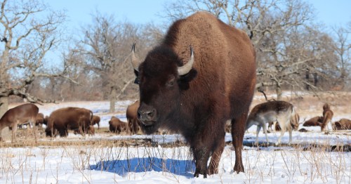 bison on the oklahoma plain covered in a light layer of snow in oklahoma
