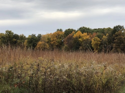 An autumnal meadow before a forest dusted in golden fall foliage.
