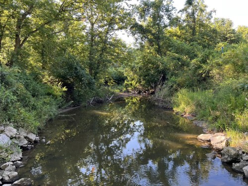 A natural creek in Illinois surrounded by greenery and forest on either side.