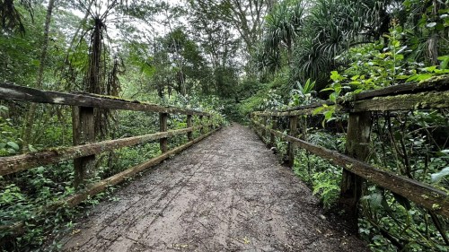 A wooden bridge leads through a lush, green forest, surrounded by dense vegetation and a cloudy sky.