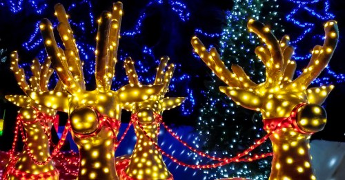 A christmas light display of reindeer.