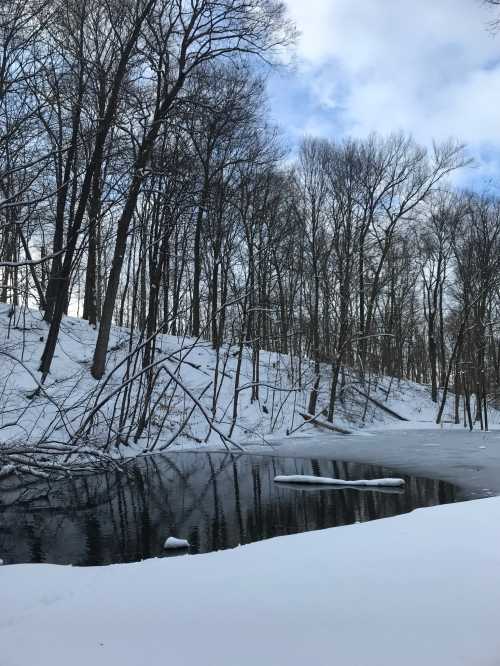 A crystal clear spring runs past a winter forest with a snow-encrusted landscape.