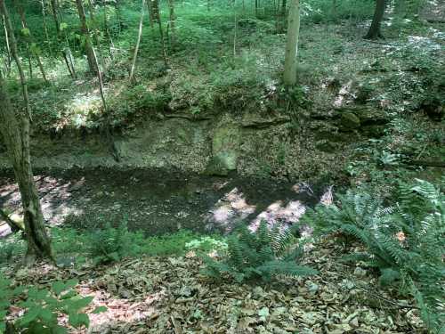 A mostly-dried up creek bed carves deep into the ground in a forest full of greenery and ferns.