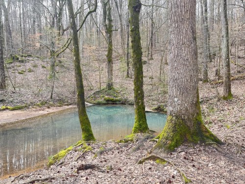 A serene forest scene featuring two moss-covered trees beside a clear, calm pond surrounded by bare woods.