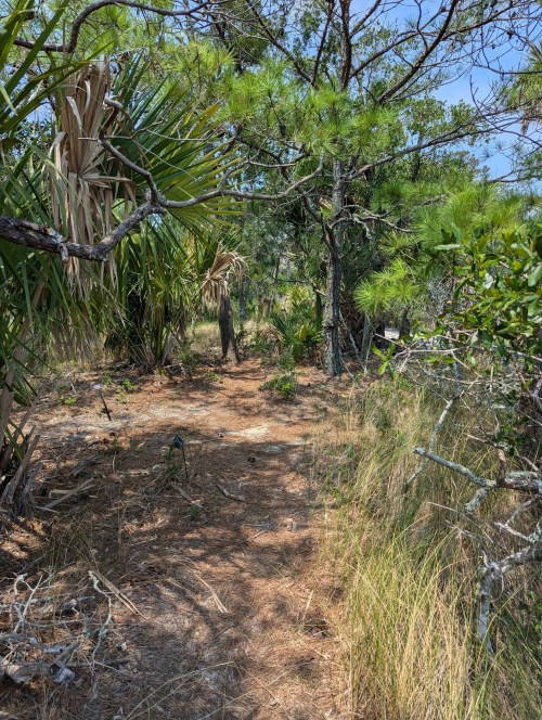 A narrow dirt path through a dense, green forest with tall grass and scattered trees under a clear blue sky.