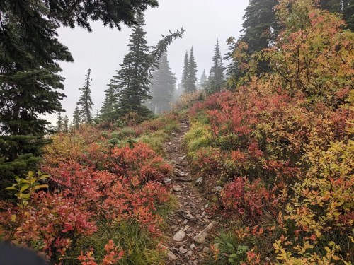 A misty forest trail surrounded by vibrant autumn foliage and tall evergreen trees.