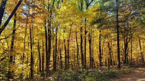A vibrant forest in autumn, with tall trees displaying bright yellow and orange leaves under a clear blue sky.