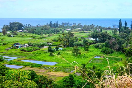 Lush green landscape with rice paddies, trees, and a view of the ocean in the distance under a cloudy sky.