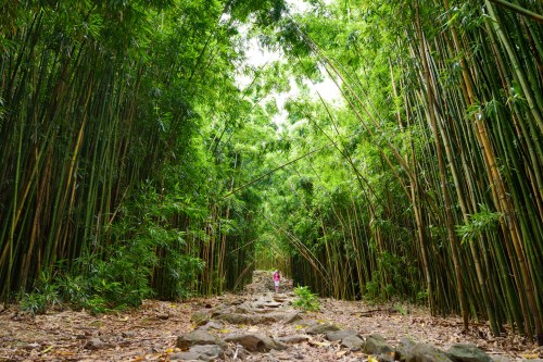 A serene path through a lush bamboo forest, with tall green stalks and a person walking in the distance.