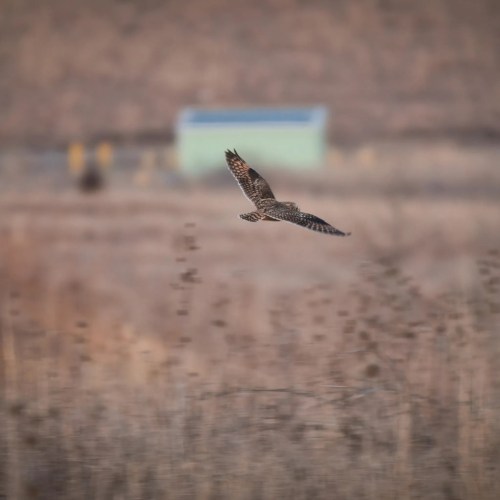 A brown-striped bird of prey soars over a brown grassland in Ohio.