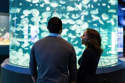 A couple admires a large jellyfish tank at an aquarium, illuminated by soft blue lighting.