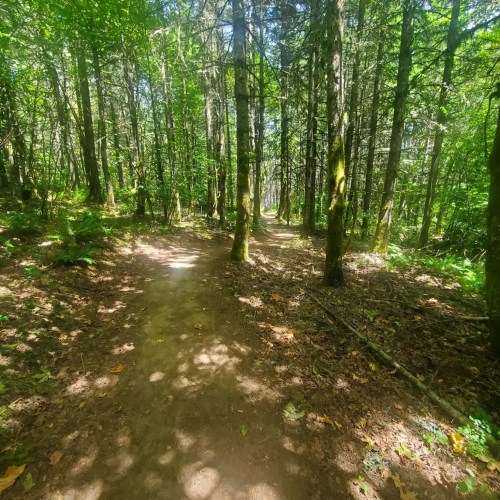 A sunlit forest path winding through tall trees and lush greenery, with dappled light on the ground.