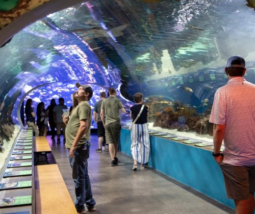 Visitors explore an aquarium tunnel, observing marine life through a curved glass wall, with colorful fish swimming above.