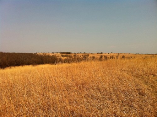 A meadow in Kansas, golden and dormant as winter approaches.