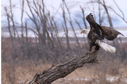 A bald eagle perched on a branch, wings partially spread, with a blurred background of trees and a winter landscape.