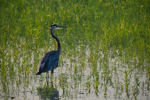 A heron stands in shallow water among green rice plants, reflecting in the calm surface.