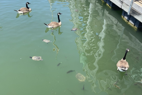 Three geese and several turtles swim in green water near a wooden dock, with reflections visible on the surface.
