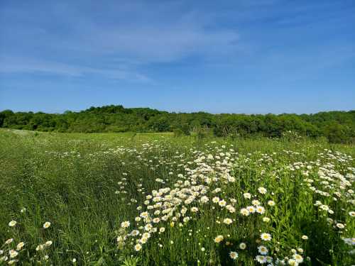 A meadow dotted with white flowers sits before a lush green Ohio forest.