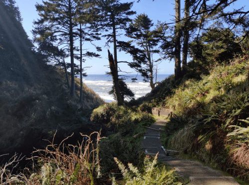A scenic pathway through trees and ferns leading to a beach with ocean waves in the background under a clear blue sky.