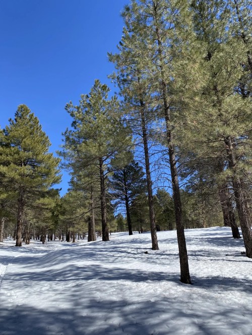 A snowy landscape with tall pine trees under a clear blue sky.