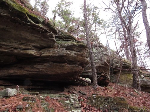 Rocky outcrop surrounded by trees and fallen leaves in a forested area.