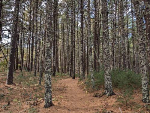 A serene forest scene with tall trees and a narrow dirt path surrounded by pine needles and underbrush.