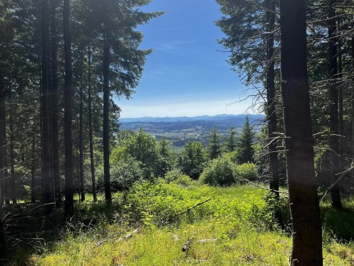 A scenic view of a valley framed by tall trees under a clear blue sky. Lush greenery in the foreground.