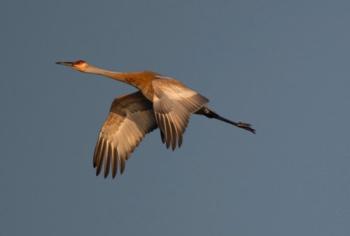A crane in flight against a clear blue sky, showcasing its long wings and slender body.