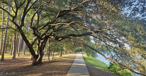 A paved waterfront trail in South Carolina with a canopy of oak trees alongside it.