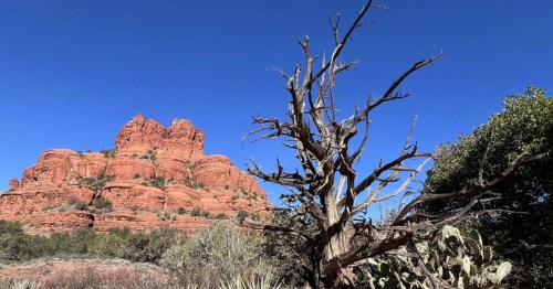 a leafless desert tree sits in the foreground with bell rock, an iconic red roock formation in sedona, in the background under a blue sky