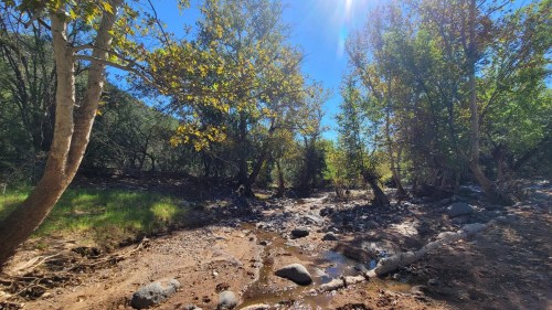 A serene landscape featuring a dry creek bed surrounded by trees and bright blue skies. Sunlight filters through the leaves.