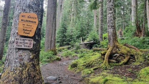 A forest scene in Mt. Baker Wilderness with a sign indicating no campfires and a trail surrounded by mossy trees.