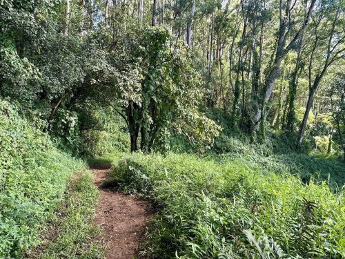 A winding dirt path through lush greenery and trees in a serene forest setting.