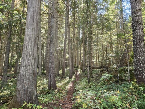A serene forest path lined with tall trees and dappled sunlight filtering through the leaves.