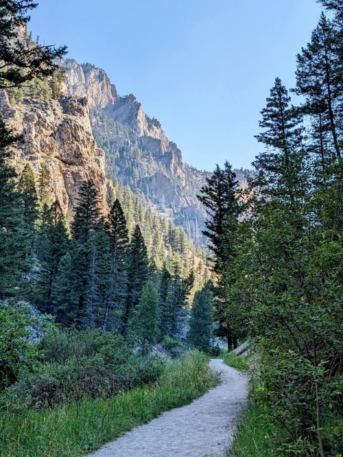 A winding path through lush greenery, flanked by tall trees and rocky mountains under a clear blue sky.