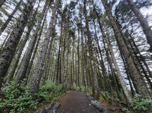 A forest path surrounded by tall trees, with lush greenery and a cloudy sky above.