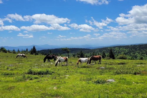 A herd of wild ponies in Grayson Heights State Park with beautiful mountain views in the background.