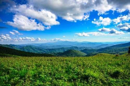 The bright green grass on top of Roan Mountain overlooks layers of mountains in the distance.