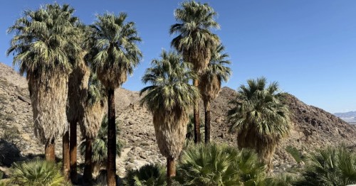 Fan palm trees stand tall in a Southern California desert.