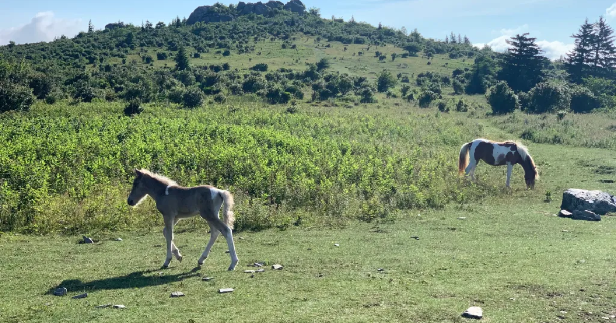 什麼是維奧托？您的旅行、遊覽和難忘體驗指南