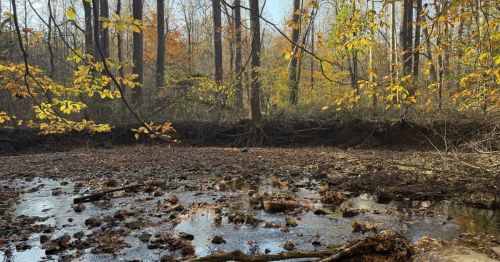 A riverbed with a forest behind it with light fall colors.