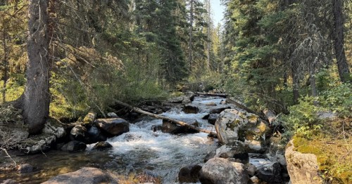 Hell Roaring Creek tumbles over large boulders and through a thick forest in southern Montana.