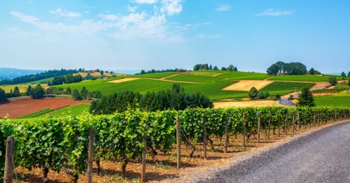 Rolling hills of vineyards on a blue-sky day in Oregon.