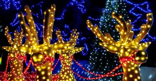Holiday light display of reindeer against blue trees in the background