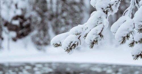 A close-up of a pine tree heavy with snow. A frozen lake is in the background.